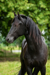 Wall Mural - Portrait of young friesian horse in summer