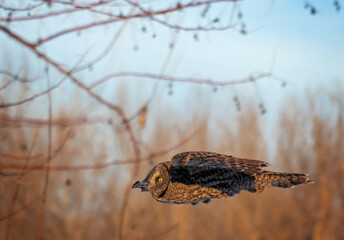 Great gray owl hunting out in nature