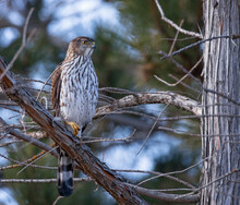Big Cooper's Hawk Sitting In Its Natural Environment