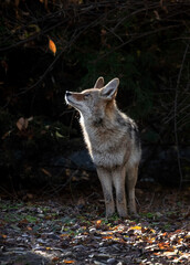 Beautiful photo of a wild coyote out in nature