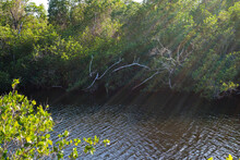 Gordon River Greenway Naples Florida - Sun Rays