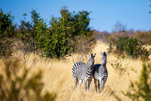 Two Wild Zebra In The Savannah, Hwange National Park, Zimbabwe Africa