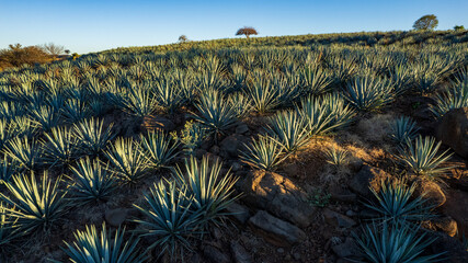 paisaje de agave, tequilana wever, planta con la que se fabrica el tequila, paisaje agavero cerca de tequila jalisco