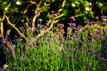 Wall Mural - Purple bush wildflower field in summer at a botanical garden.