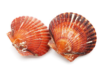 Poster - live scallops on the white background