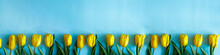 Yellow Tulips Spring Border On Bright Blue Background, Selective Focus. Mothers Day, 8 March Womens Day, Valentines Day, Birthday, Easter Celebration Concept. Flat Lay Top View, Copy Space Banner Text