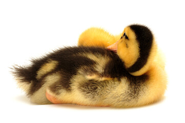 Wall Mural - two duckling  on white background.