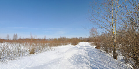 Sticker - Spring walk through the forest, beautiful panorama.