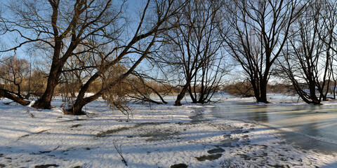 Sticker - Spring walk through the forest, beautiful panorama.