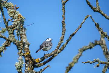 Wall Mural - Beautiful White Wagtail bird on a branch in a gnarled old tree