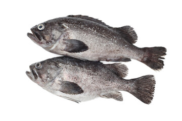 Wall Mural - Fresh Grouper on white background