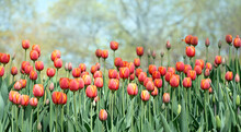 Beautiful Red Tulips In Garden, Blurred Natural Background. Blossom Tulip Flowers, Spring Season Concept. 