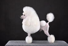 Standing White Toy Poodle