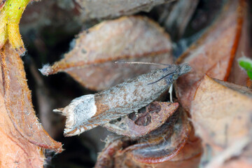 Wall Mural - Ancylis tineana is a moth of the family Tortricidae. Larvae - caterpillars can become a pest in orchards and gardens. Moth On a damaged Cotoneaster plant in the garden.