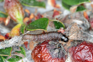 Wall Mural - Ancylis tineana is a moth of the family Tortricidae. Larvae - caterpillars can become a pest in orchards and gardens. Caterpillar on Cotoneaster shrub in the garden.