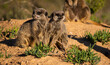 Two baby meercats sitting int he sand