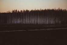 Leafless Birch Forest In Sunset Light