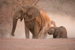 Desert elephant and calf taking a dust bath in Damarland Namibia