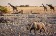 Black rhino walking over rocky ground with giraffe in the background.