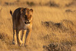 Lioness walking towards viewer and snarling in Etosha Namibia