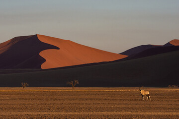 Wall Mural - Orx in the distance against the red sand dunes