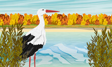 The White Stork Stands On The Shore Of The Lake In Thickets Of Tall Coastal Grass. Autumn Forest On The Coast. Water Birds. Realistic Vector Landscape