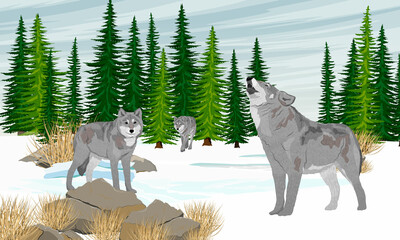 A pack of gray wolves in the valley. Spruce forest and snowdrifts. Realistic winter vector landscape