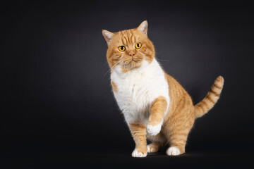 Impressive red with white adult British Shorthair cat, sitting up side ways. Looking towards camera with bright orange eyes. Isolated on a black background.