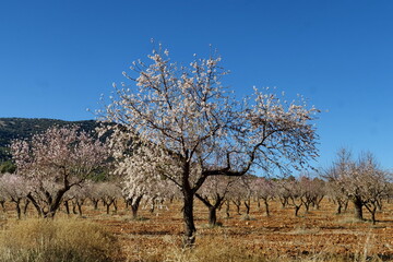 Poster - Amandiers en fleur dans la campagne.