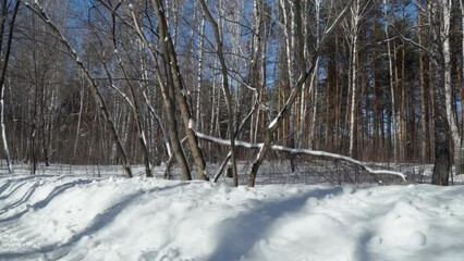 Wall Mural - winter landscape forest snow. landscape in the forest, long shadows on the snow. peace and quiet