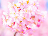 Fototapeta Kwiaty - Beautiful pink cherry blossoms or sakura flowers in full bloom, Warm spring background, Nobody