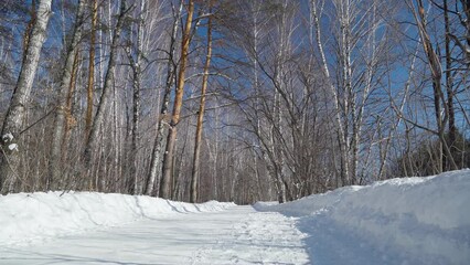 Wall Mural - winter landscape forest snow. sunny view landscape sunlight nature tree