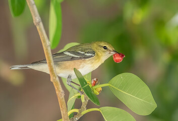Wall Mural - A bay-breasted warbler feeding on berries in a tree 