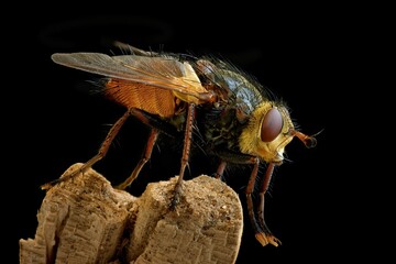 macro of a fly
