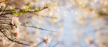 Background Of Spring Cherry Blossoms Tree. Selective Focus