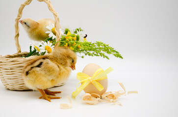 Two small newborn chick , basket with bouquet of flowers , egg with yellow bow on white background. Concept of Easter, birthday, newborn, poultry farm, family, love, Valentine's day.