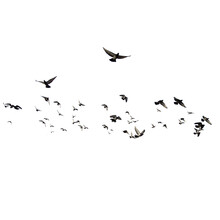 Flock Of Birds Fot Photo Bacground
