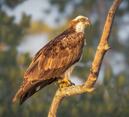 Wall Mural - Osprey