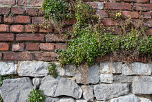 Old Red Brick Wall Texture And Green Leaf Hanging Down On It At The Edge. Copy Space Background.