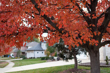 Wall Mural - Colorful Autumn Tree along a Beautiful Neighborhood Sidewalk in Illinois