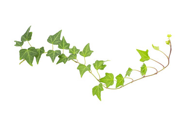 Wall Mural - ivy isolated on a white background