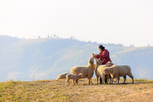 Senior Woman With Her Sheeps In Field On Mountain Farmland, She Feeding And Playing With Lovely Sheeps At Morning Of The Day