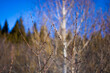 © Roma Mashinist - Ural spring in the settlements - Uralets, Visimo-Utkinsk. March, 2022Уральская весна в поселках - Уралец, Висимо-Уткинск. Март, 2022 год.