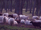 Fototapeta Zwierzęta - owca zwierzę hodowla wełna las drzewa