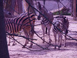 zebra zwierzę dzika natura fauna koniowate afryka