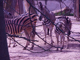 Fototapeta Zwierzęta - zebra zwierzę dzika natura fauna koniowate afryka