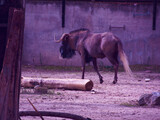 Fototapeta Zwierzęta - antylopa zwierzę afrykańskie dzika natura gnu