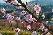 Mandelblüte im Elsass
