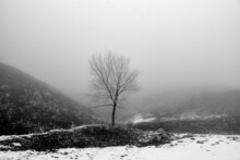 Minimalist Tree In The Middle Of Foggy Hills And Some Snow, Black White Photo