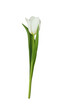 White tulip isolated on a white background. Spring flower. Vector illustration.
